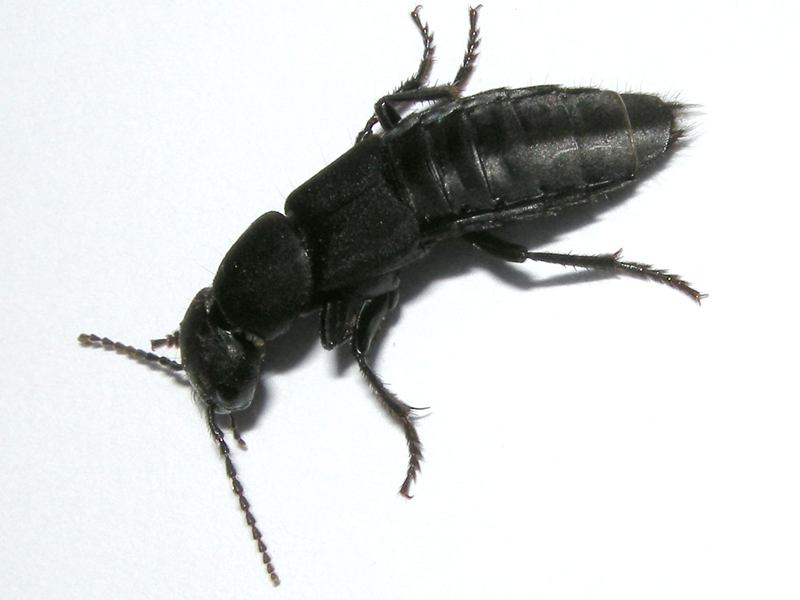 Ocypus olens