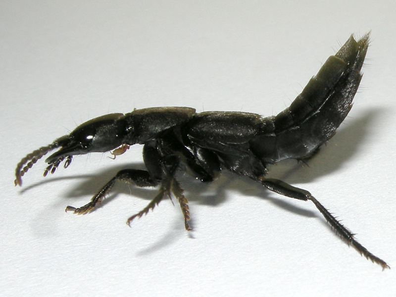 Ocypus olens