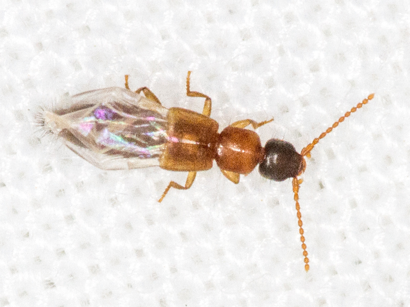 Lithocharis nigriceps