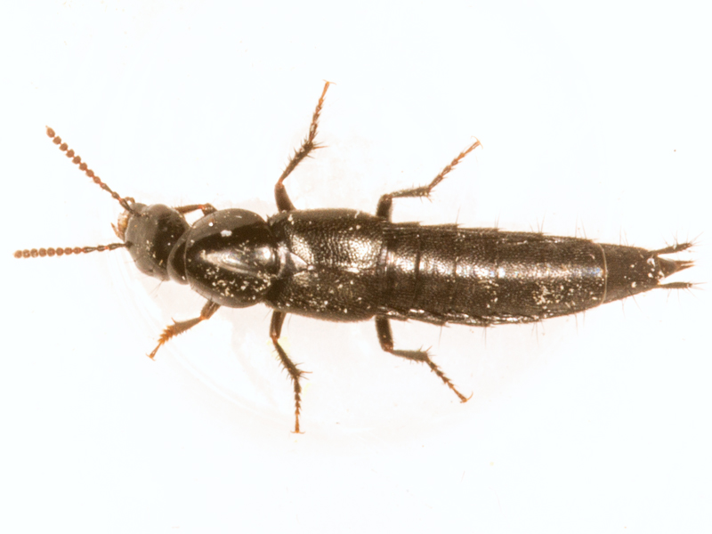 Quedius nigrocaeruleus