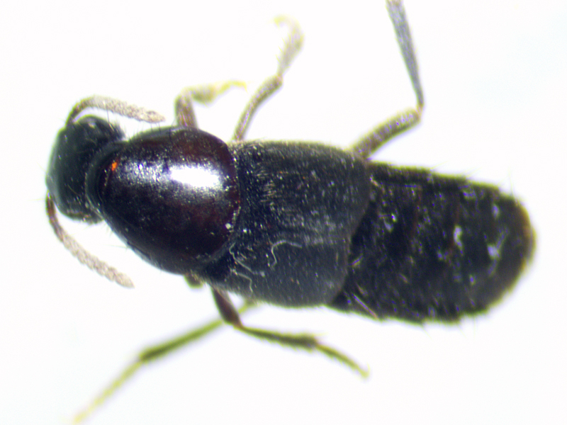 Quedius nigrocaeruleus