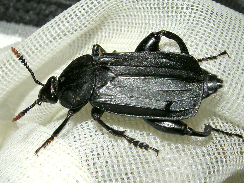 Necrodes littoralis