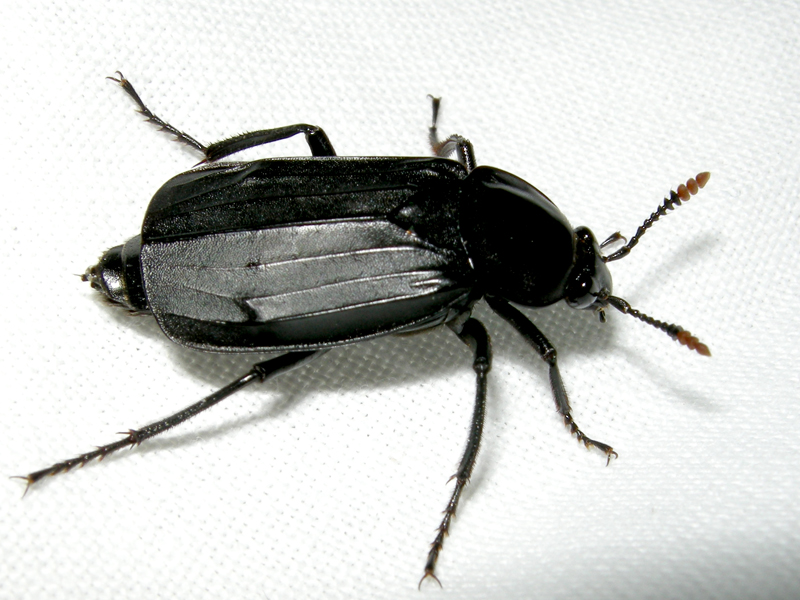 Necrodes littoralis