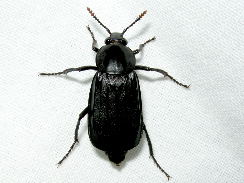 Necrodes littoralis