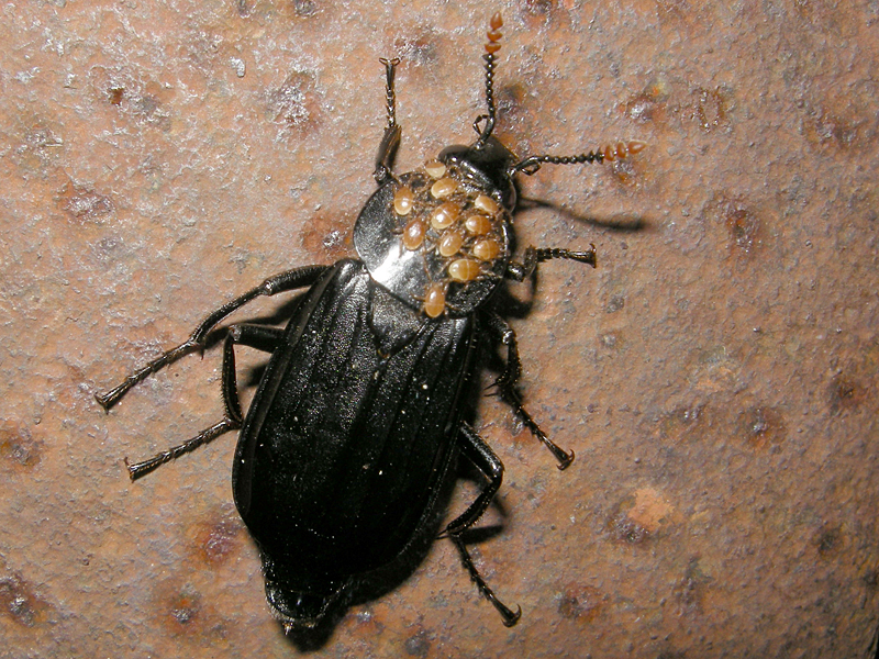 Necrodes littoralis