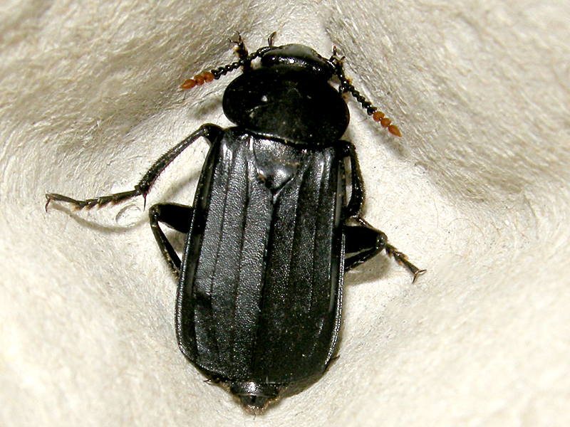 Necrodes littoralis