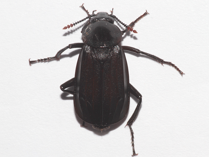 Necrodes littoralis