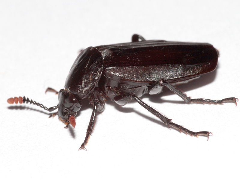 Necrodes littoralis