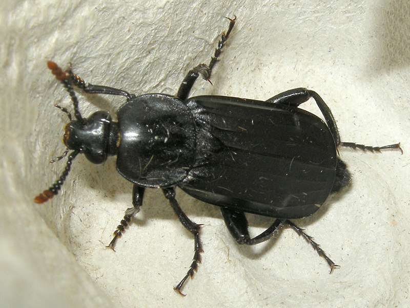 Necrodes littoralis