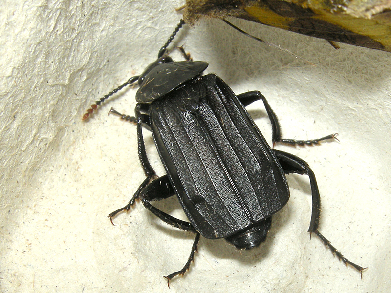 Necrodes littoralis