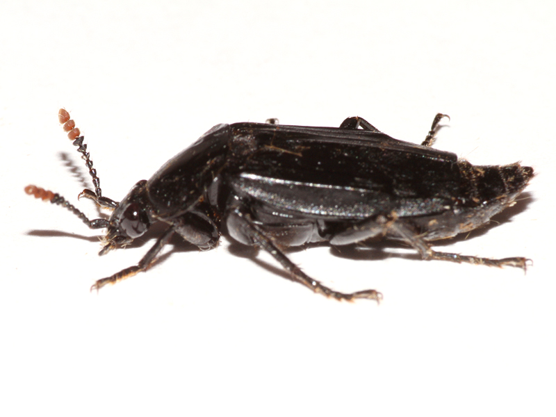 Necrodes littoralis