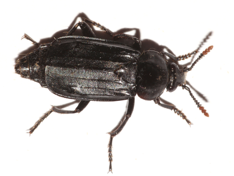 Necrodes littoralis