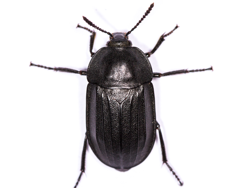 Silpha tristis