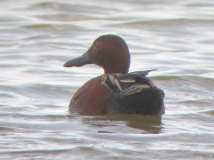 Cinnamon Teal