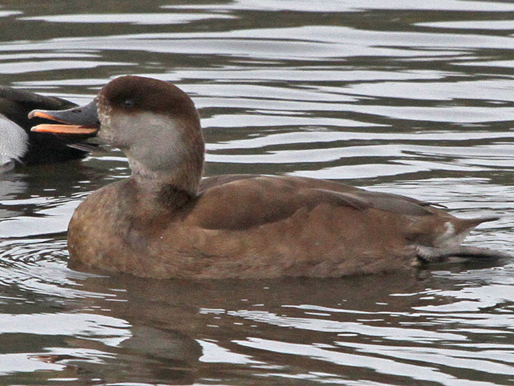 Red-crested Pochard