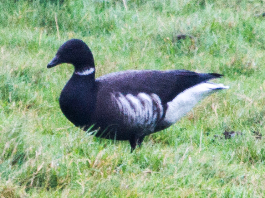 Black Brant