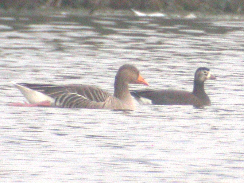 Barnacle Goose x Lesser White-fronted Goose hybrid