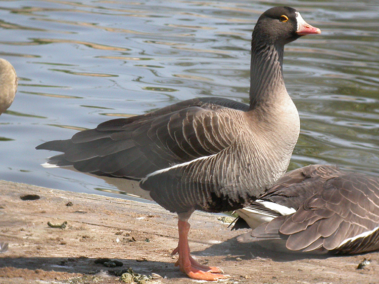Lesser White-fronted Geese