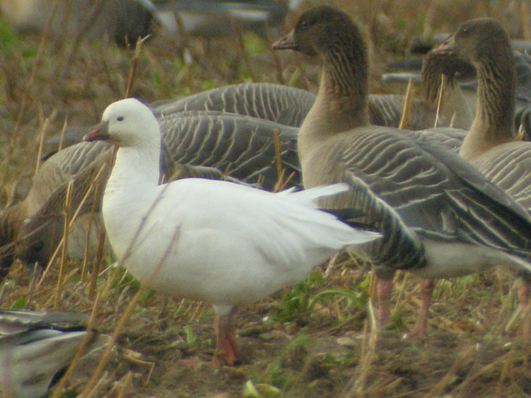 Ross's Goose