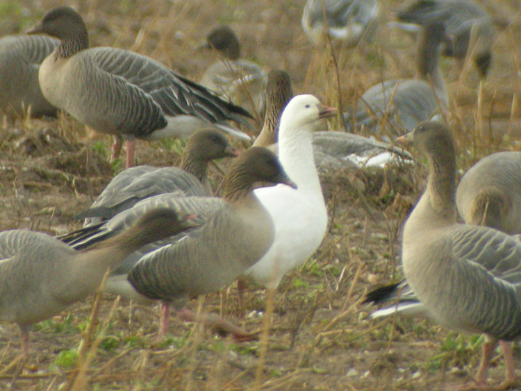 Ross's Goose
