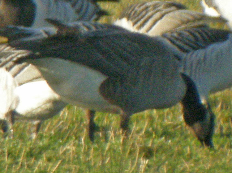 Todd's Canada Goose
