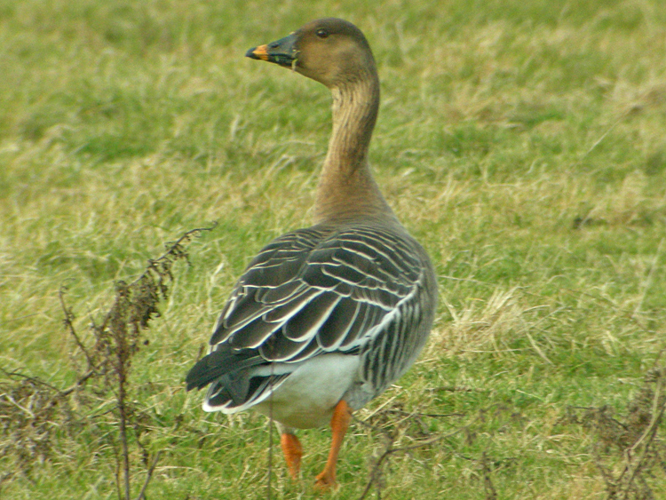 Tundra Bean Goose