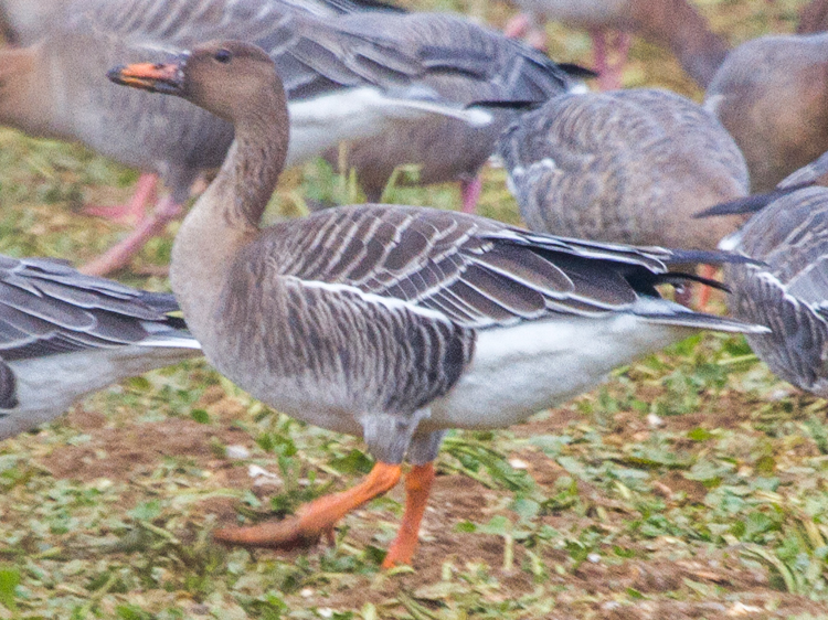 Tundra Bean Goose (rossicus)