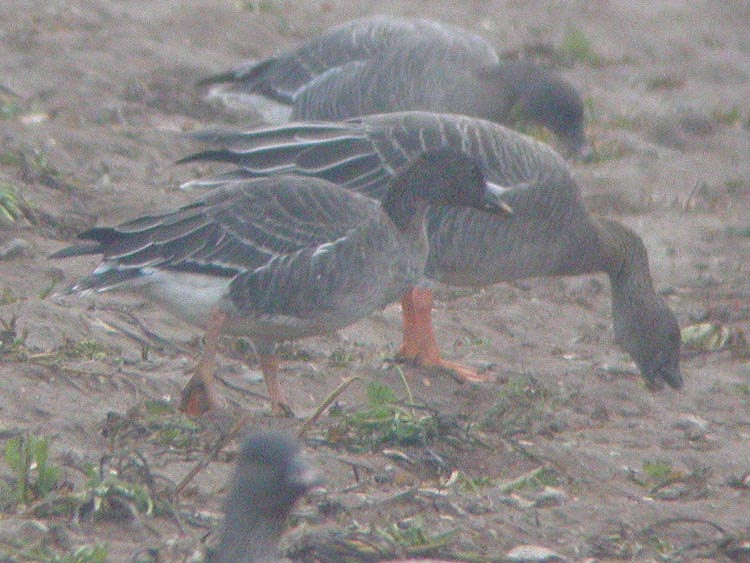 Tundra Bean Goose (rossicus)