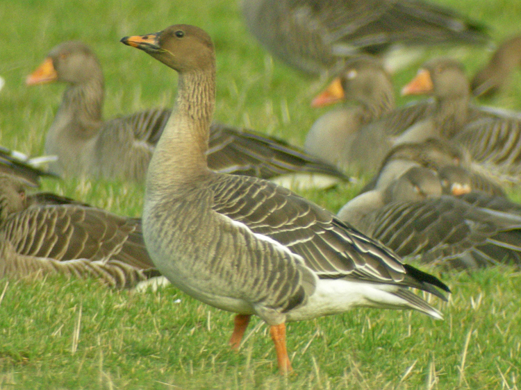 Tundra Bean Goose (rossicus)