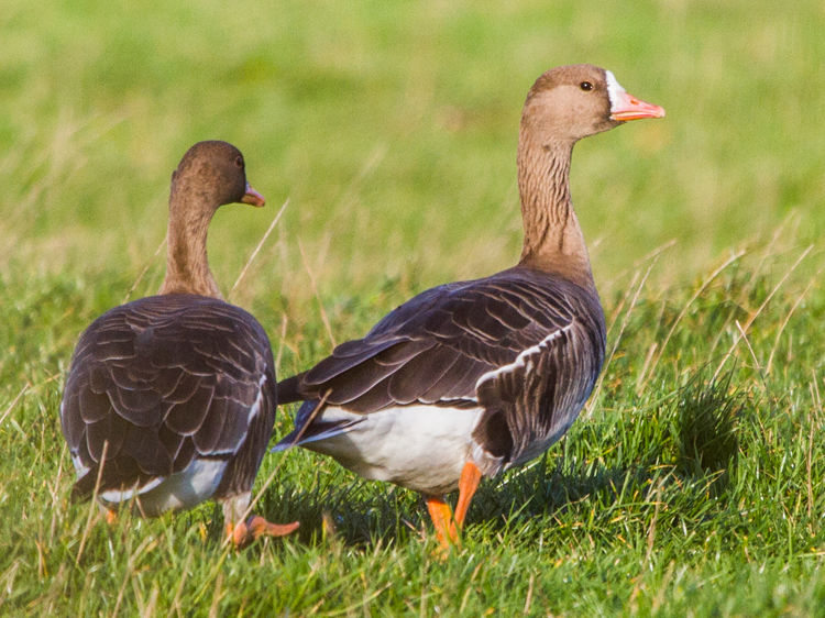 Russian White-fronted Goose