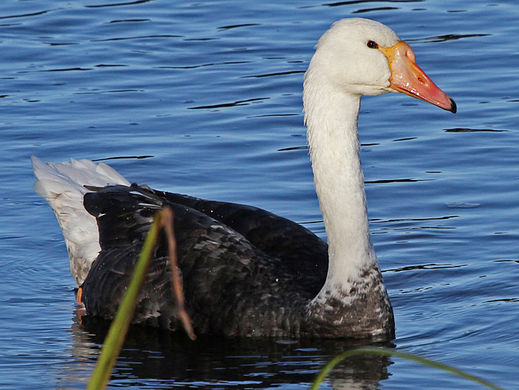 domestic goose x Mute Swan