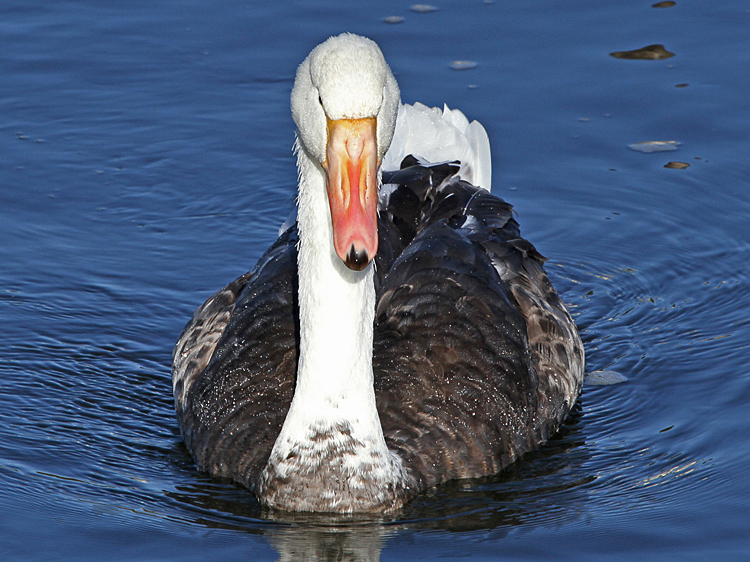 domestic goose x Mute Swan