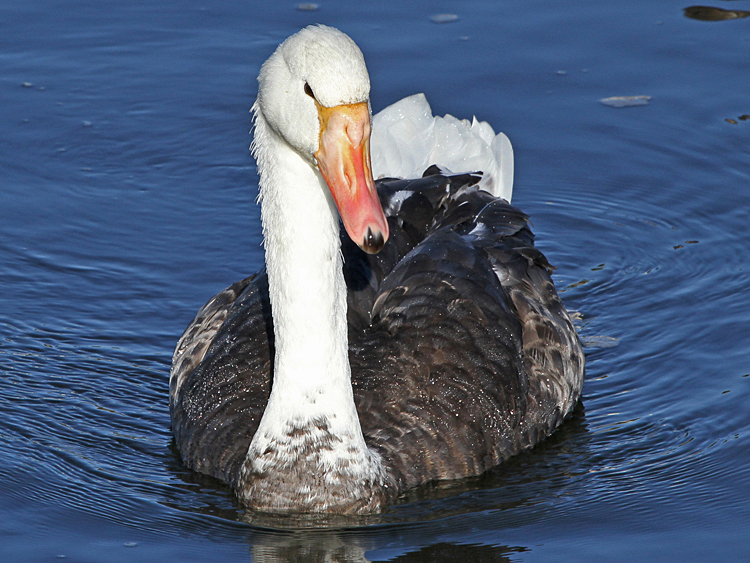 domestic goose x Mute Swan