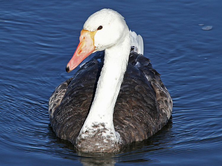 domestic goose x Mute Swan
