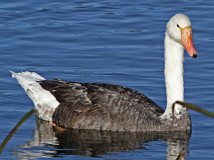 domestic goose x Mute Swan