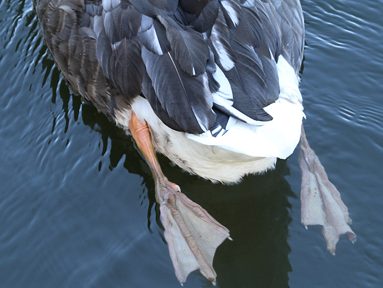 domestic goose x Mute Swan