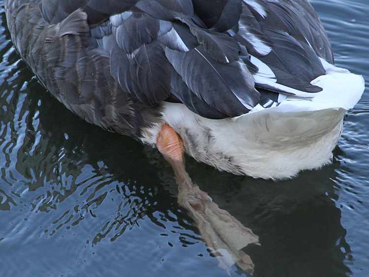 domestic goose x Mute Swan