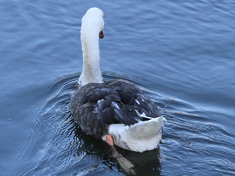 domestic goose x Mute Swan