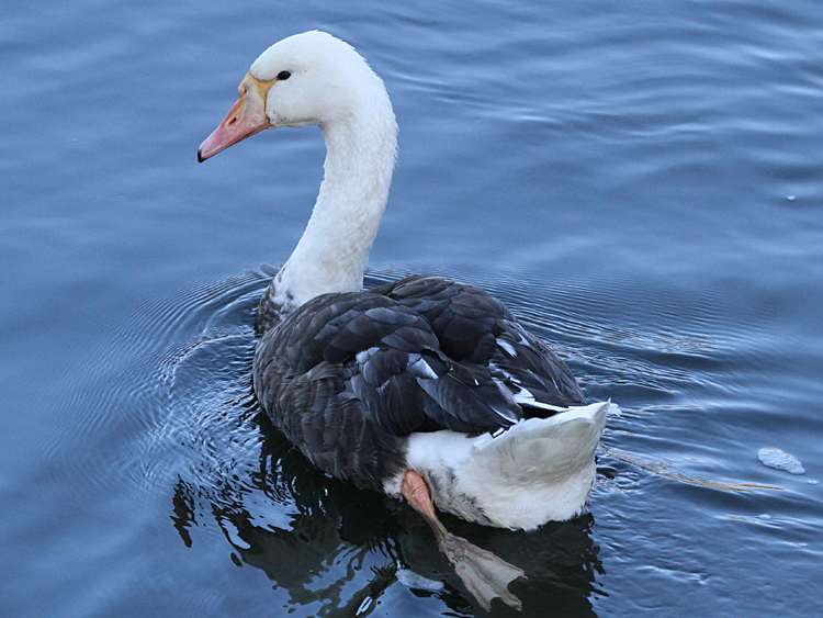 domestic goose x Mute Swan