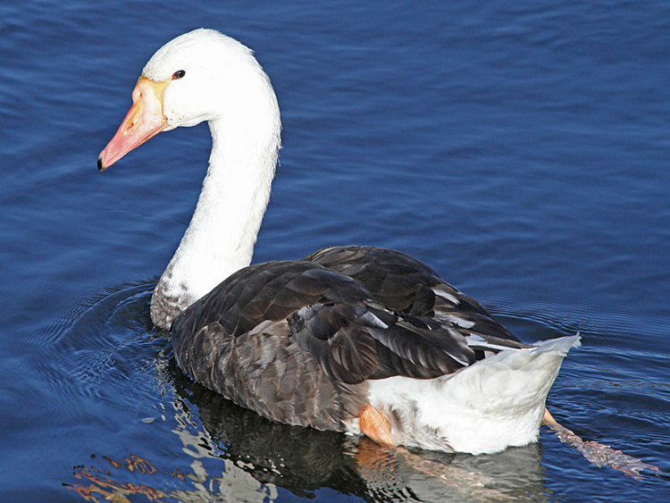 domestic goose x Mute Swan