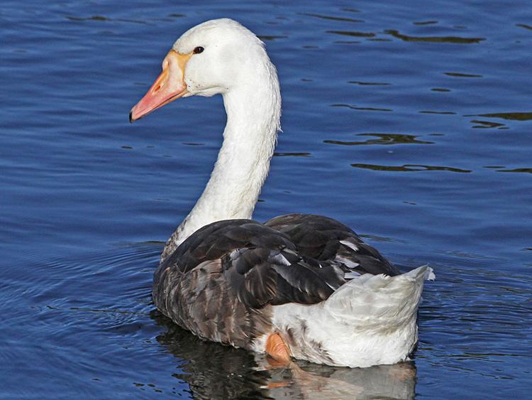 domestic goose x Mute Swan