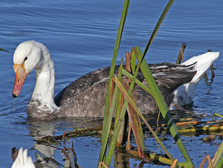 domestic goose x Mute Swan