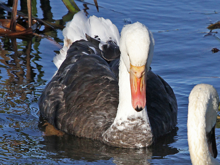 domestic goose x Mute Swan