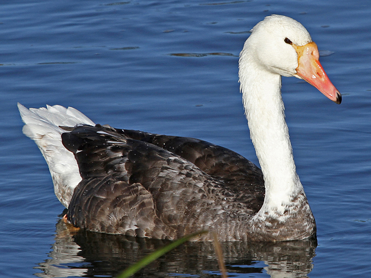 domestic goose x Mute Swan