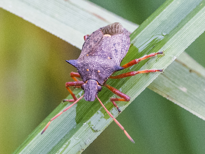 Picromerus bidens