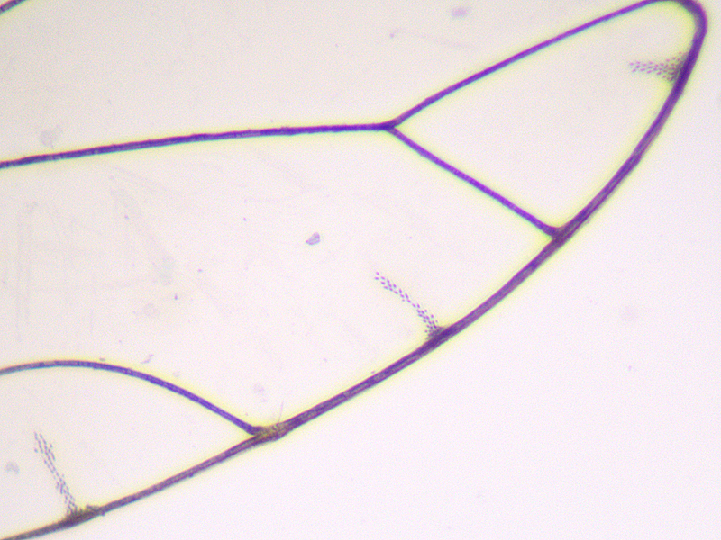 Trioza alacris