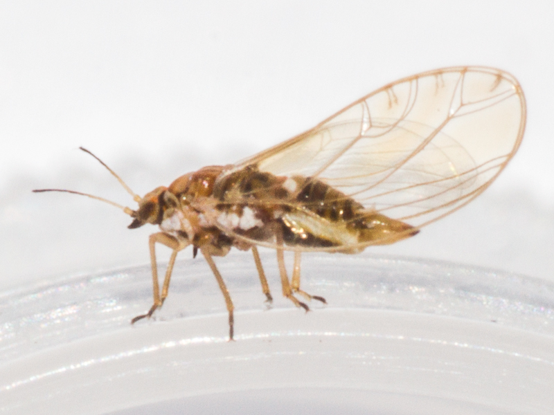 Trioza urticae