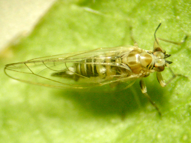 Trioza urticae
