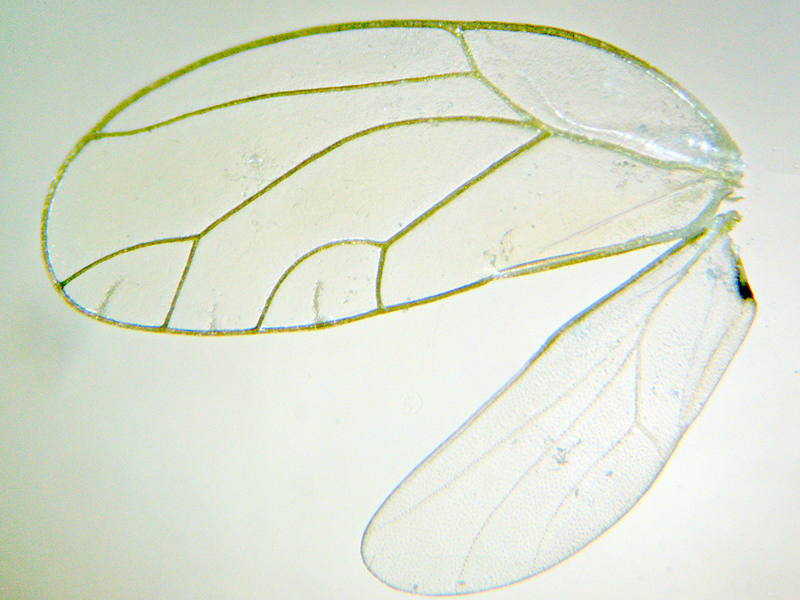Trioza urticae