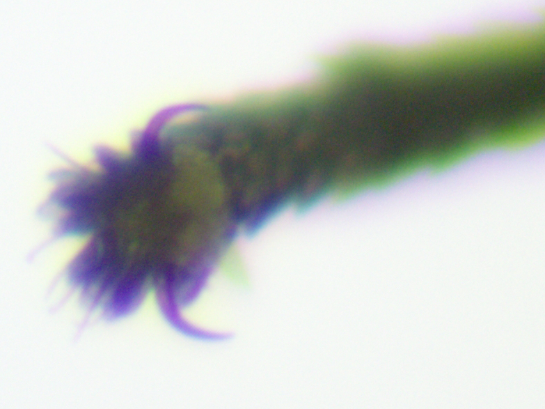 Culex pipiens